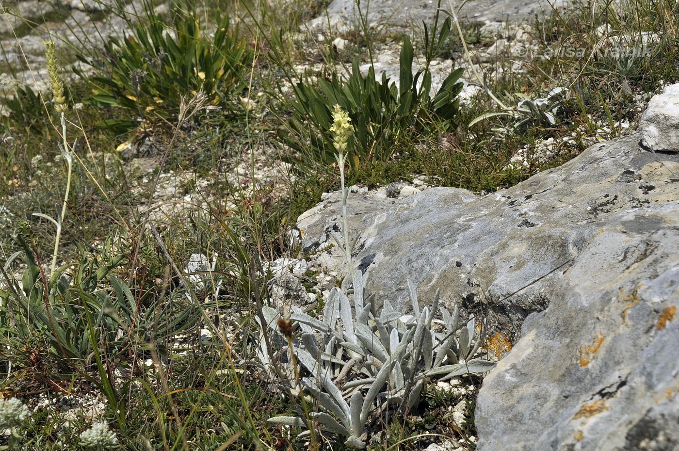 Image of Sideritis taurica specimen.