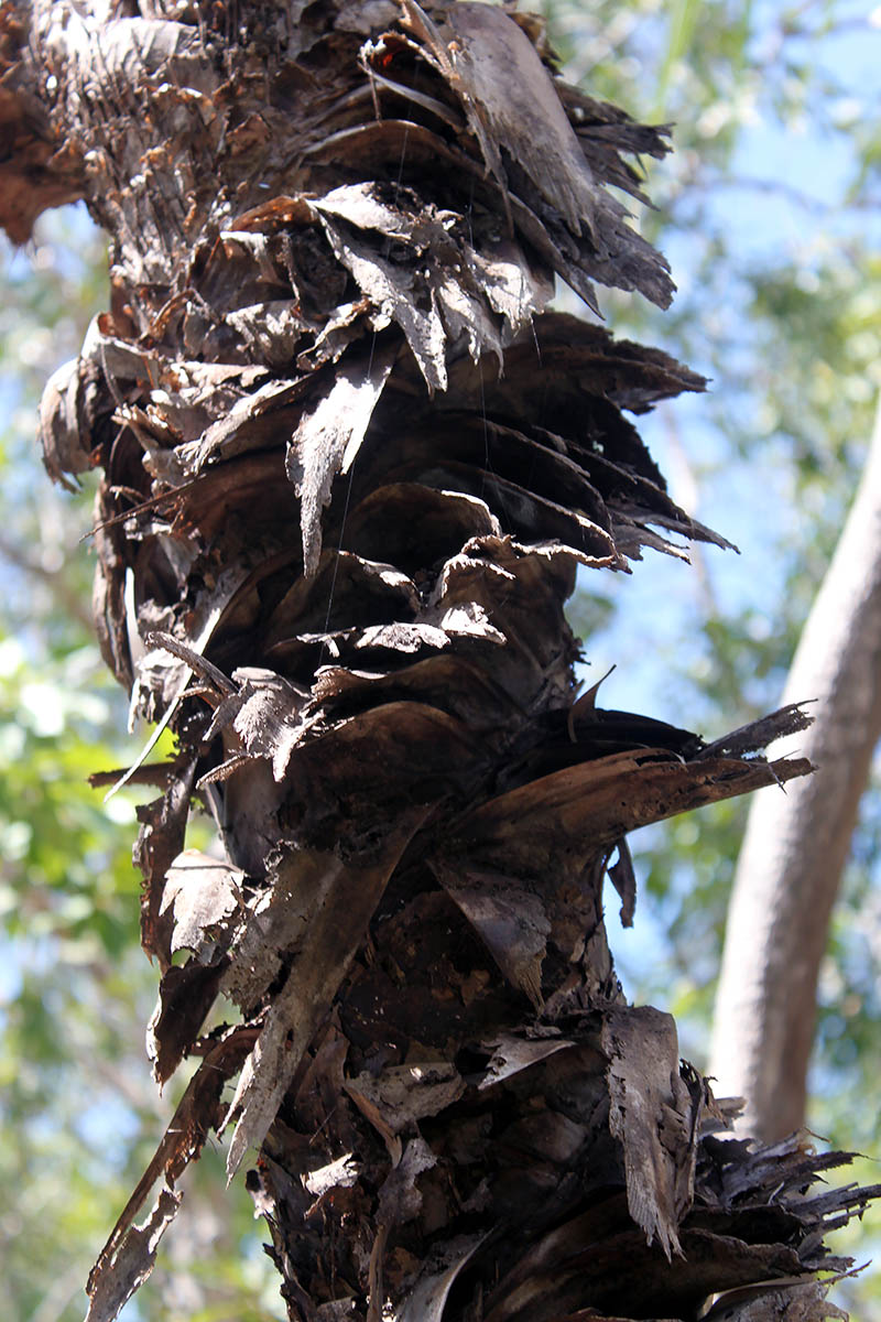 Image of Pandanus spiralis specimen.