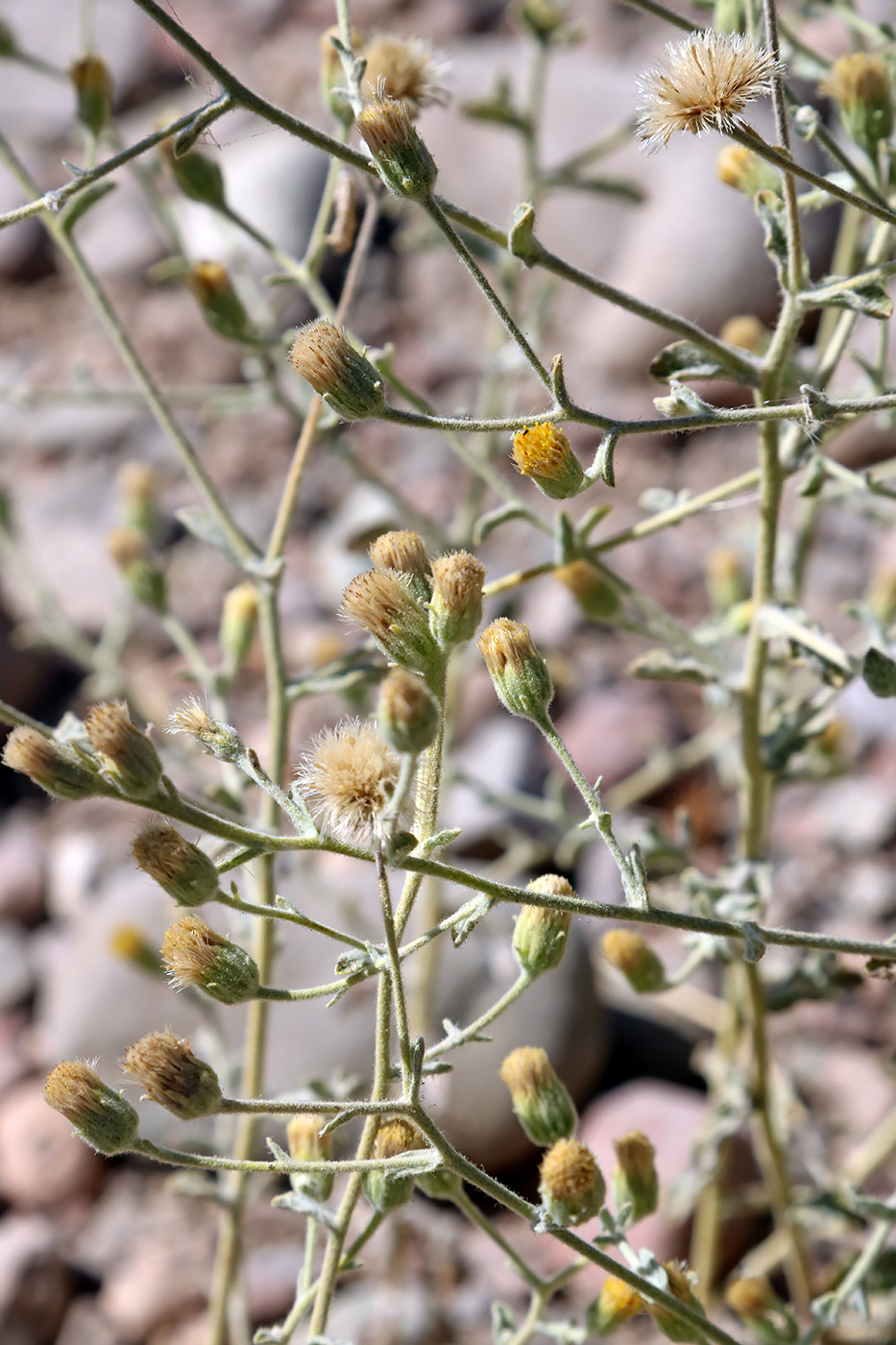 Image of Pulicaria gnaphalodes specimen.