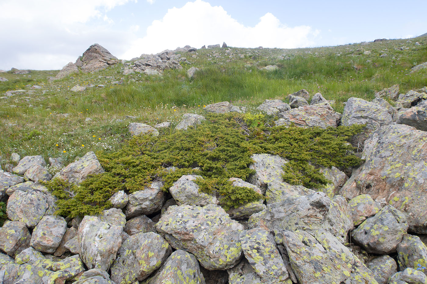 Image of Juniperus hemisphaerica specimen.