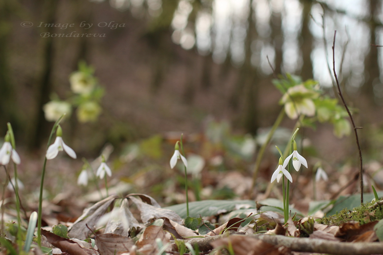 Image of Galanthus rizehensis specimen.