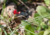 Lathyrus setifolius