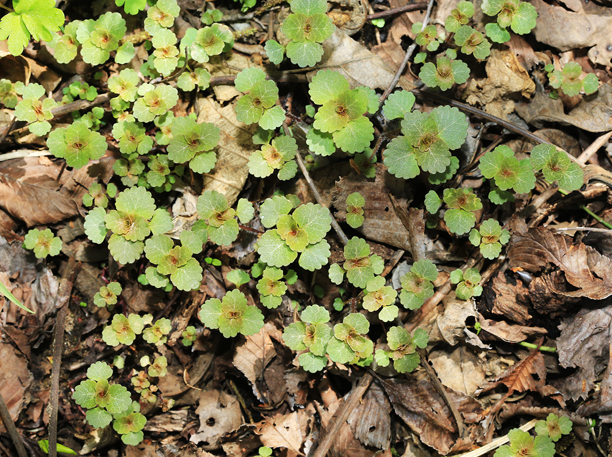 Image of Chrysosplenium lectus-cochleae specimen.