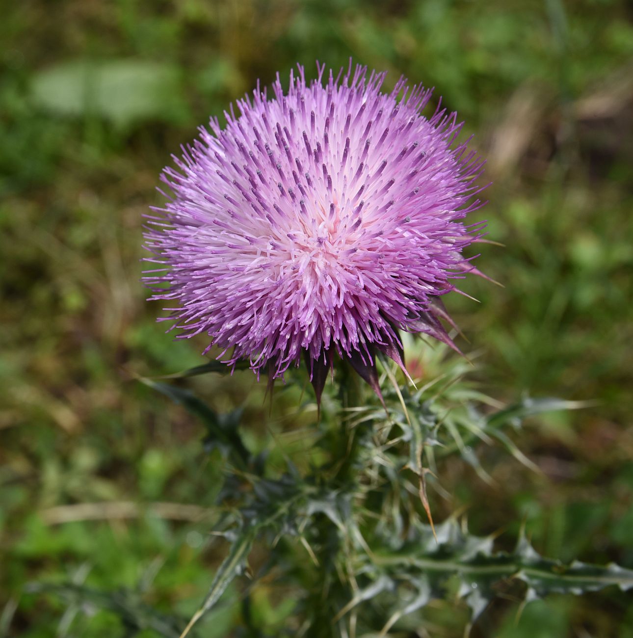 Image of Carduus thoermeri specimen.