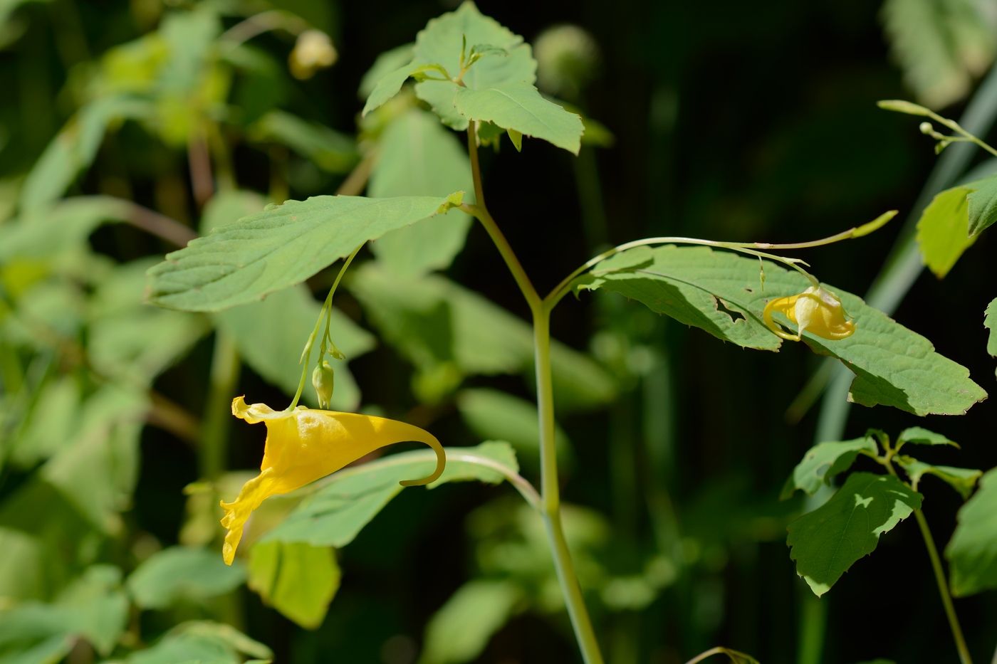 Image of Impatiens noli-tangere specimen.