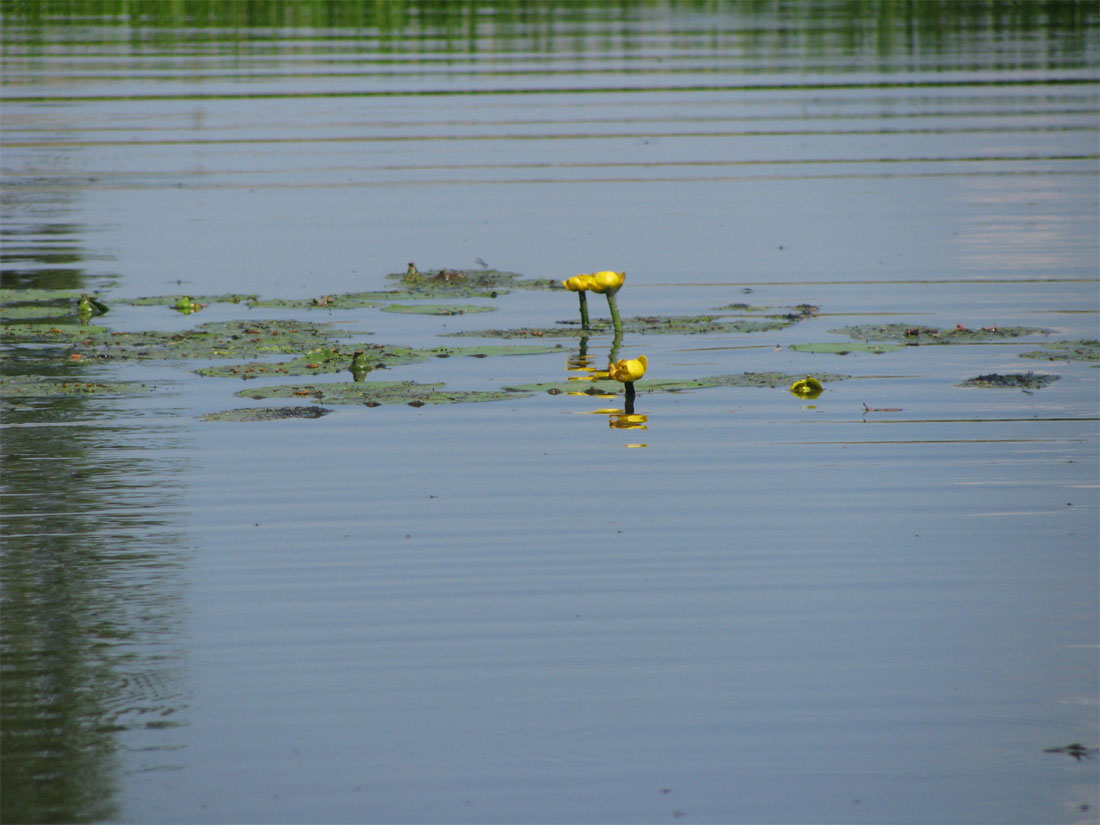 Image of Nuphar lutea specimen.