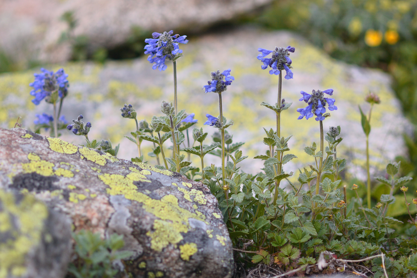 Изображение особи Nepeta supina.