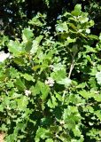 Quercus pubescens. Верхушки веточек плодоносящего растения. Франция, Прованс-Альпы-Лазурный берег, г. Сен-Тропе, горный склон. Июль.