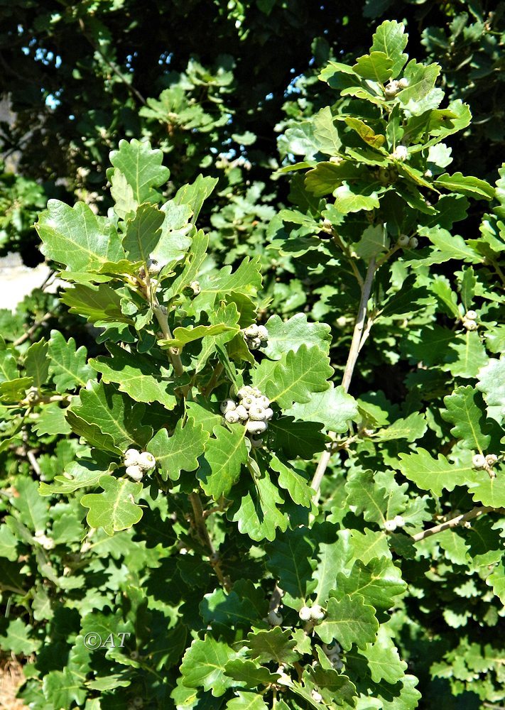 Изображение особи Quercus pubescens.