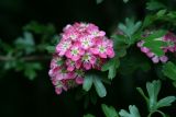 Crataegus monogyna. Соцветие (культивар). Узбекистан, г. Ташкент, Ботанический сад им. Ф.Н. Русанова, Европейско-Кавказская часть дендропарка. 25.04.2009.