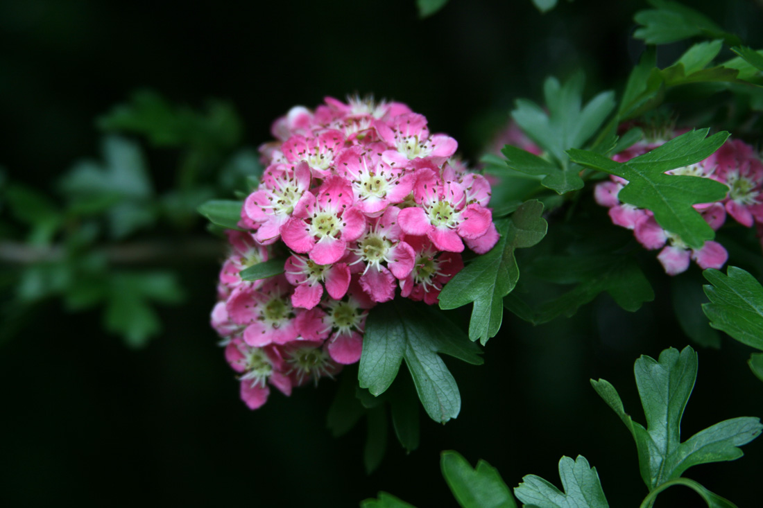 Image of Crataegus monogyna specimen.