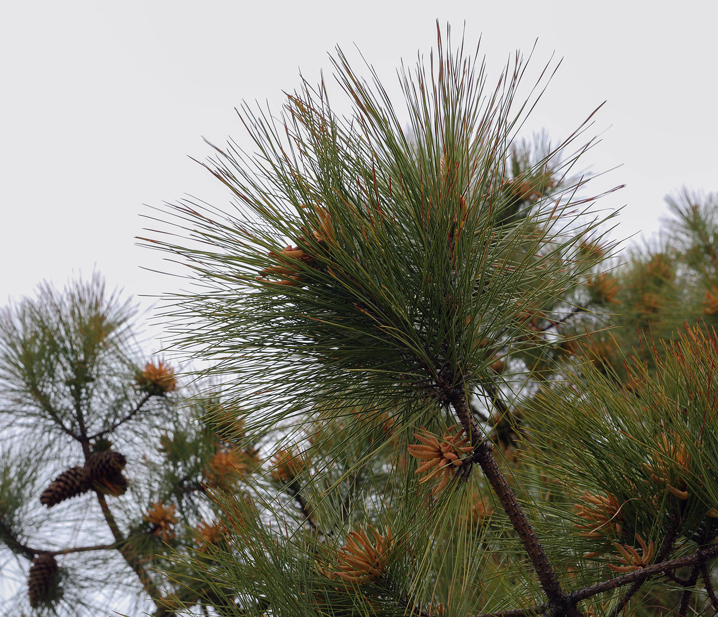 Изображение особи Pinus pinaster.