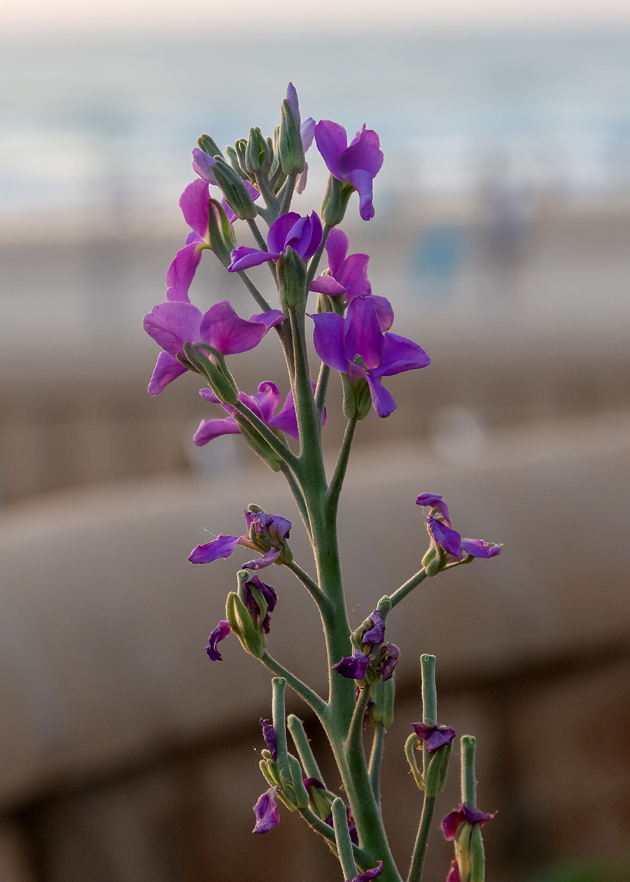 Image of Matthiola incana specimen.