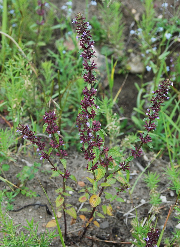 Image of Dracocephalum thymiflorum specimen.