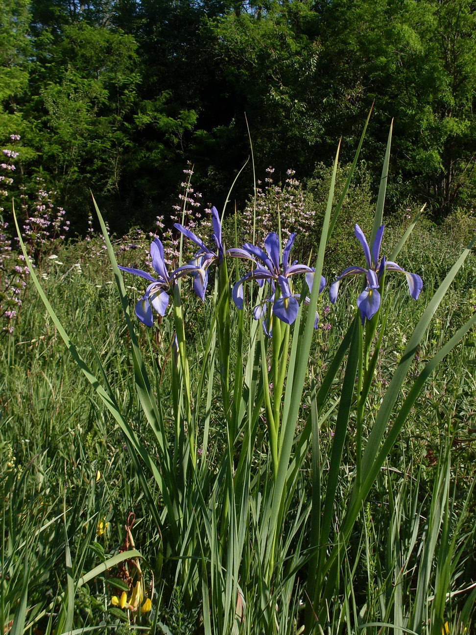 Изображение особи Iris notha.