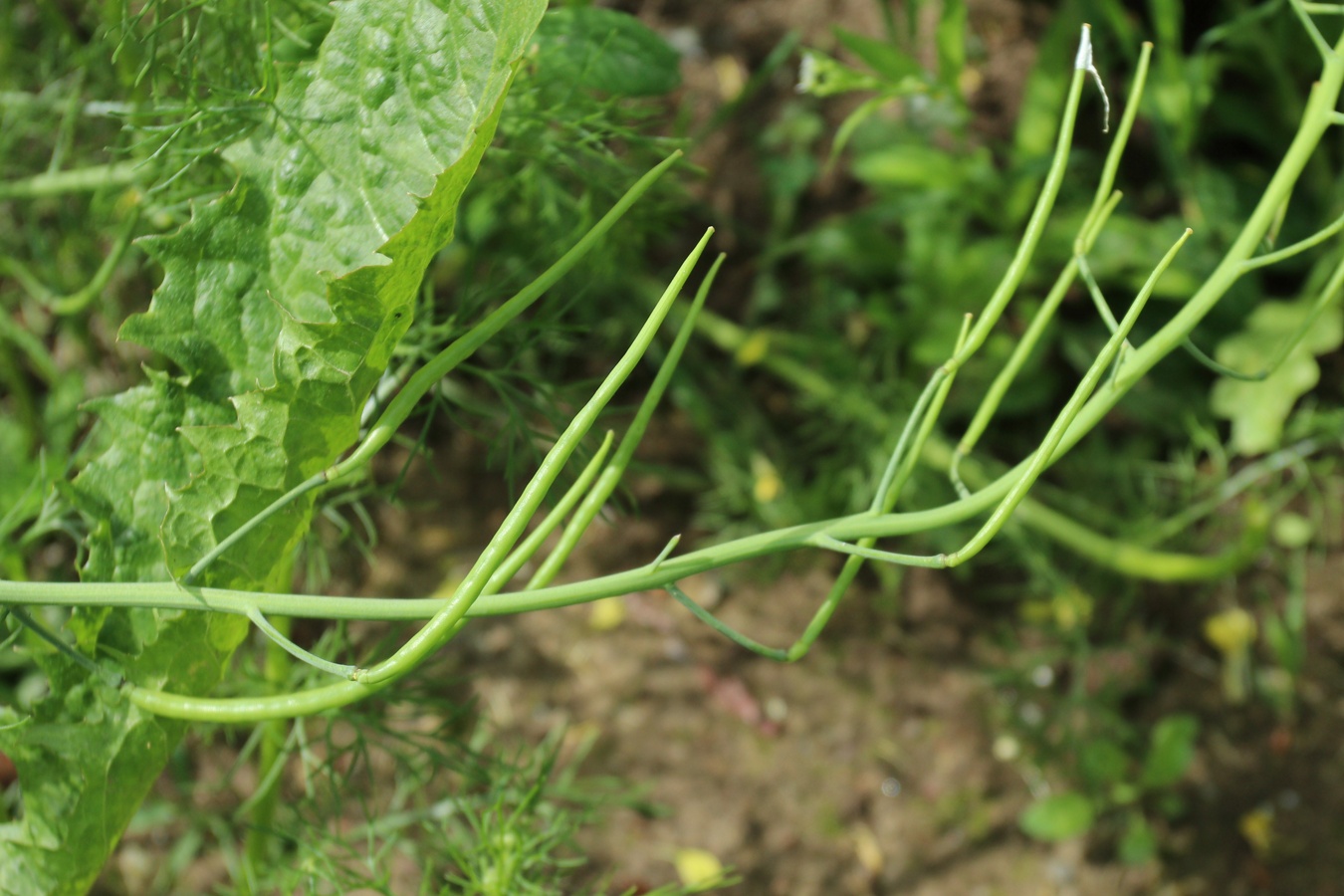 Изображение особи Brassica juncea.