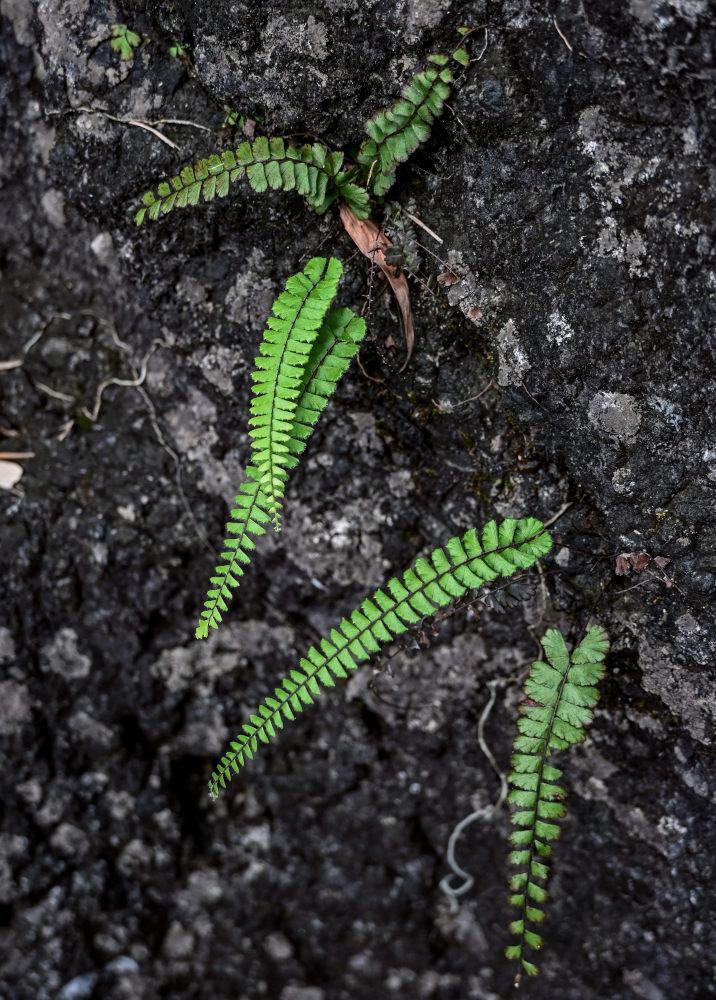 Image of Adiantum malesianum specimen.