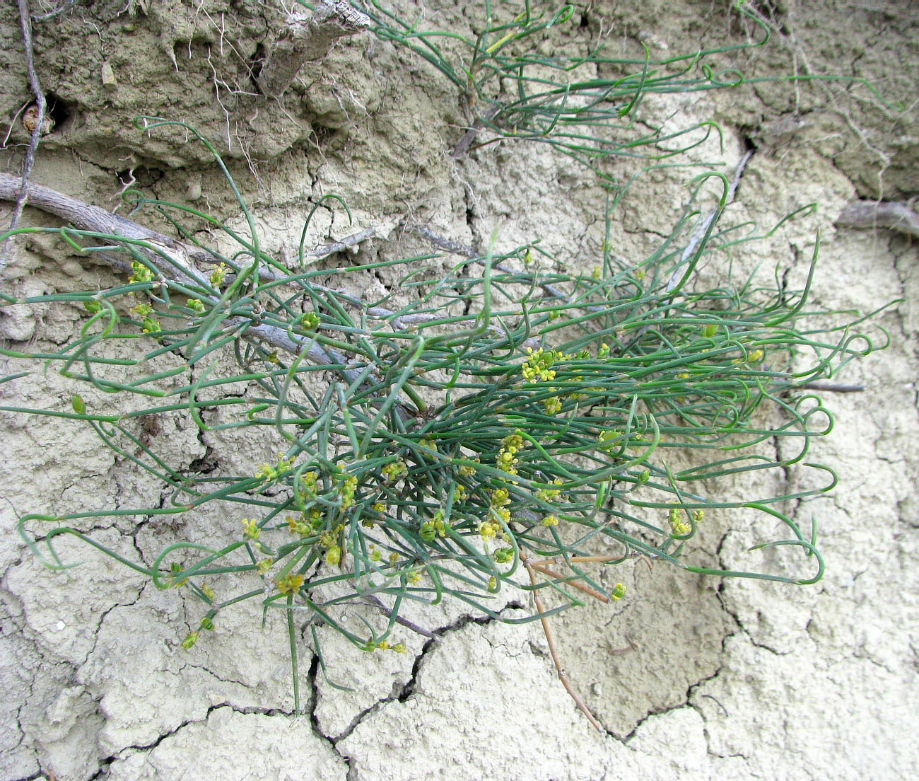 Image of Ephedra distachya specimen.