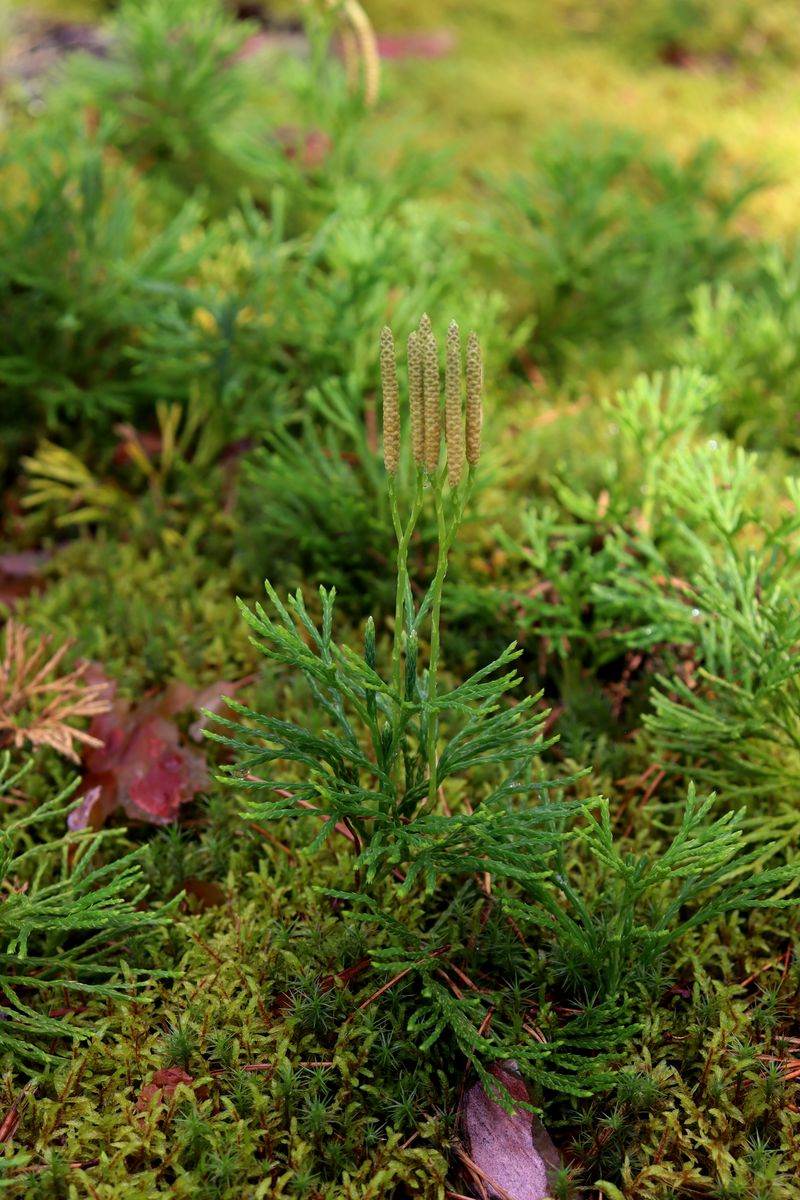 Image of Diphasiastrum &times; zeilleri specimen.