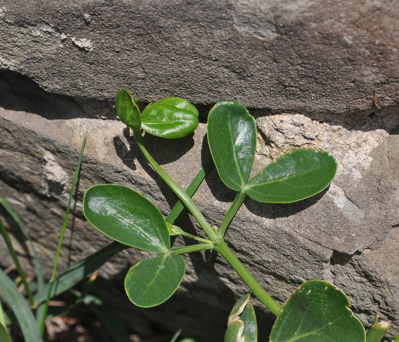 Image of Zygophyllum fabago specimen.