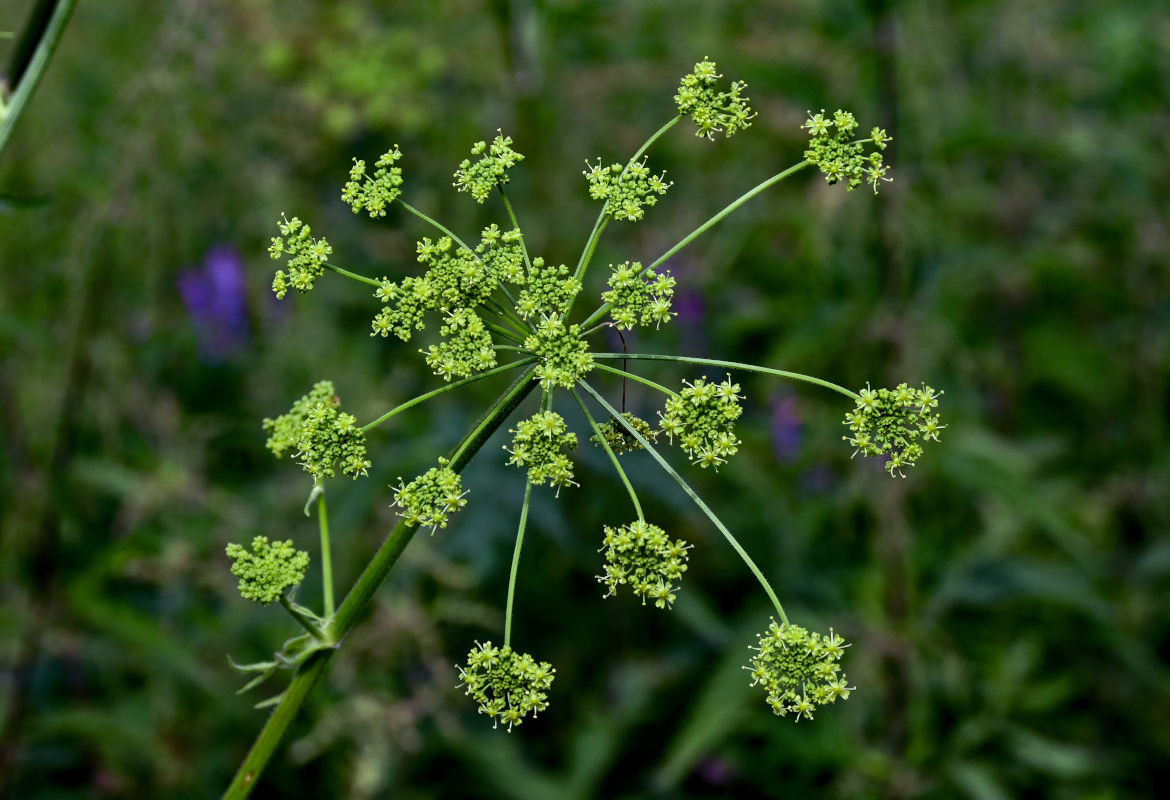 Image of Heracleum sibiricum specimen.