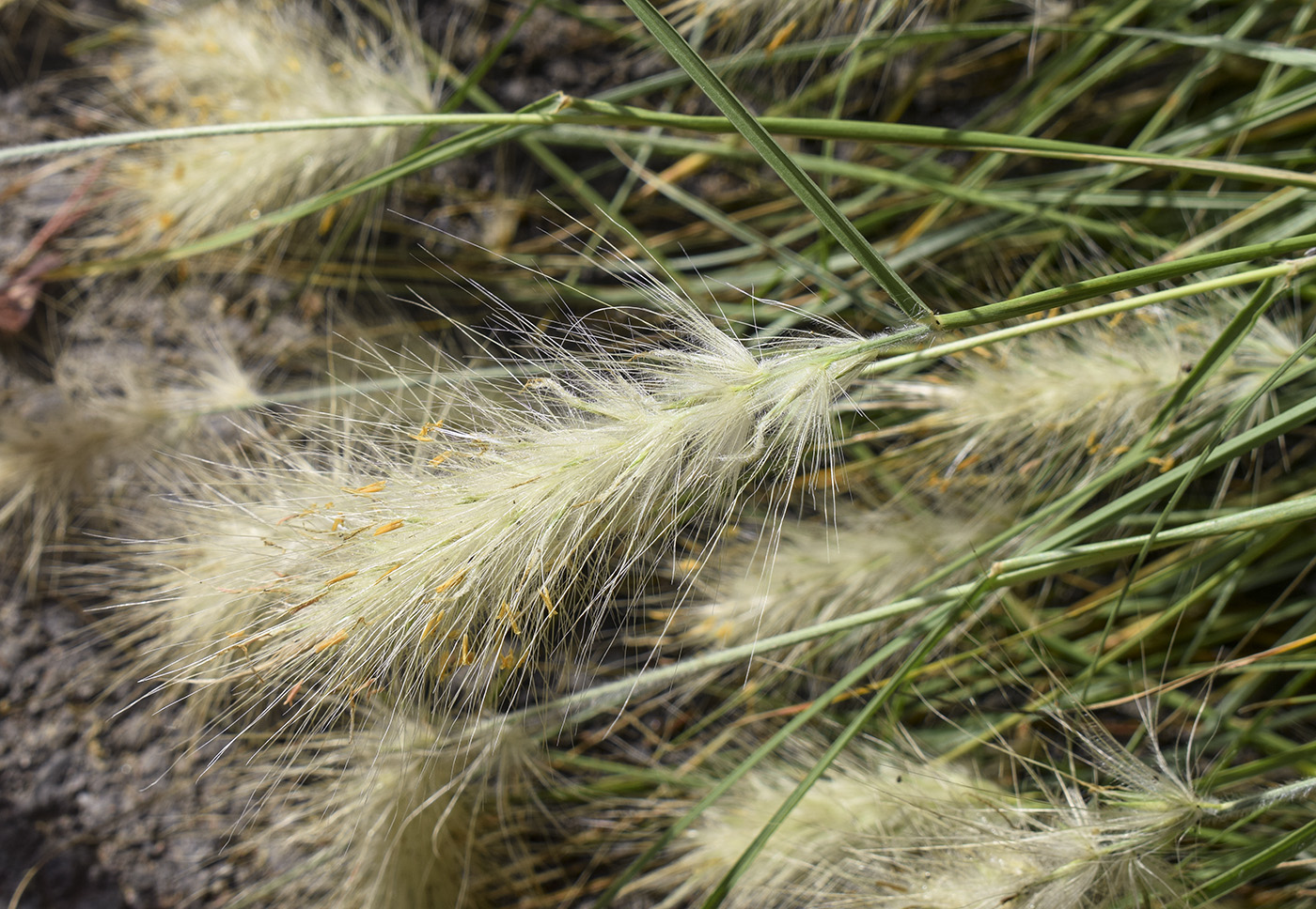 Изображение особи Pennisetum villosum.