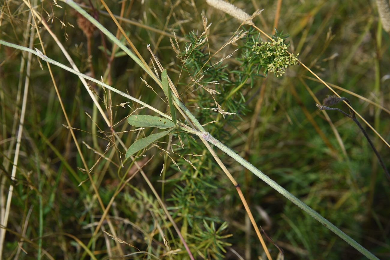 Изображение особи Trifolium montanum.