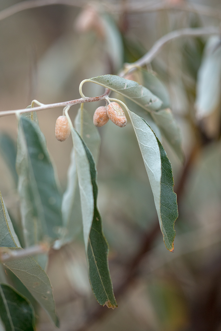 Изображение особи Elaeagnus angustifolia.