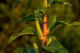 Oenothera rubricaulis. Средняя часть доцветающего и плодоносящего побега с сидящими клопами. Башкортостан, Дуванский р-н, Заимкинский сельсовет, окр. дер. Усть-Аяз, долина р. Уфа, травянистый склон береговой террасы. 19 августа 2023 г.