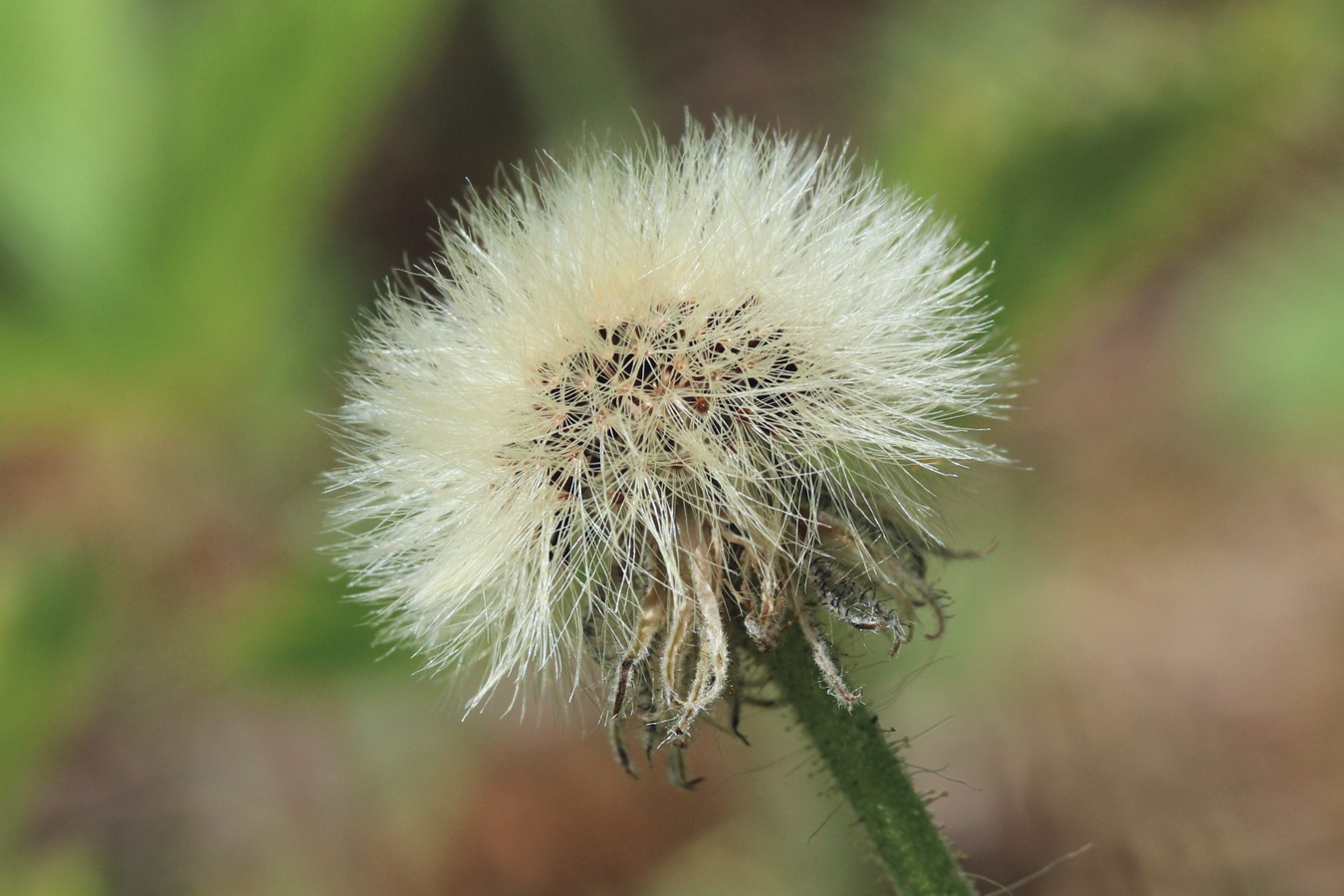 Изображение особи Pilosella officinarum.