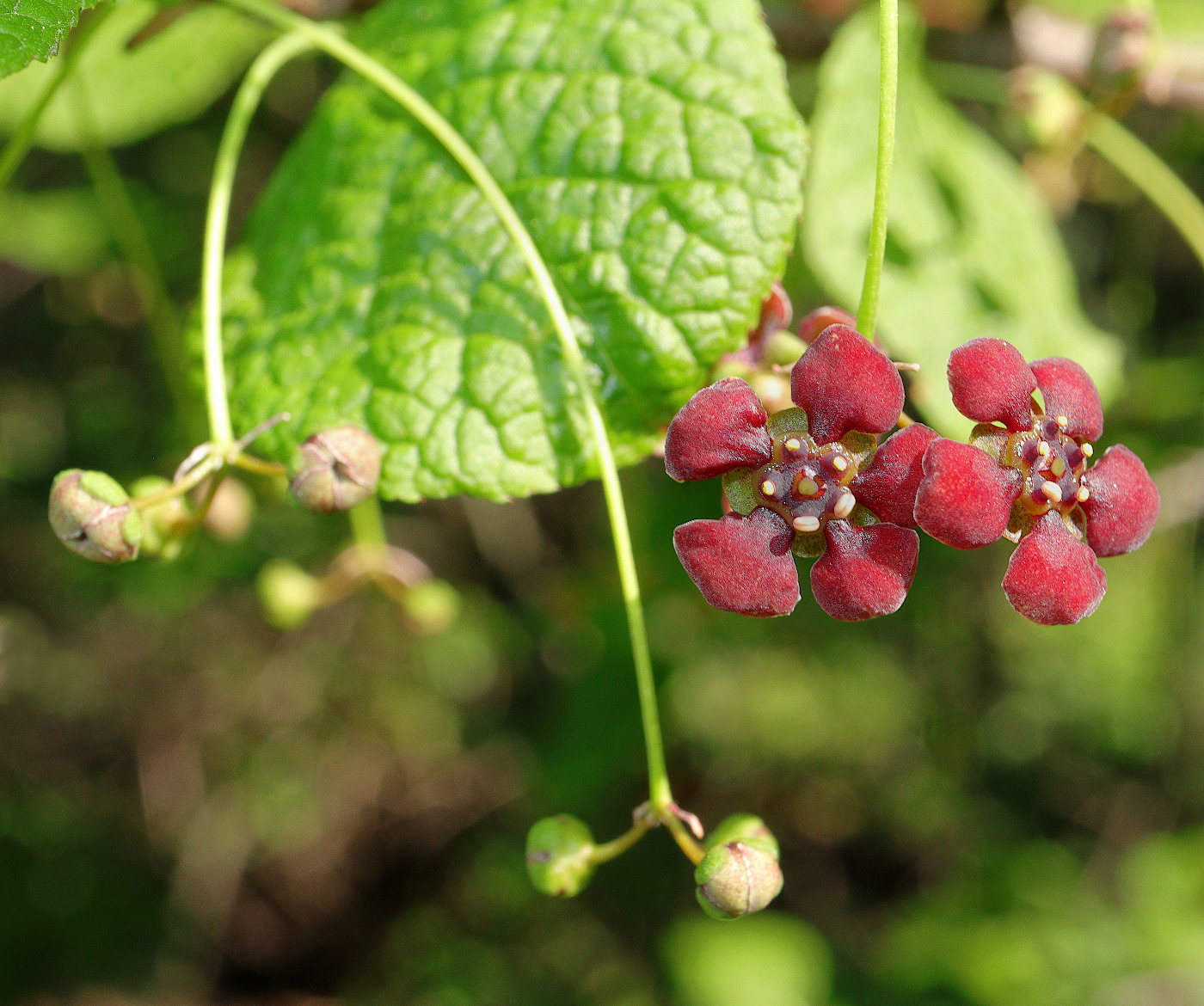 Изображение особи Euonymus miniatus.