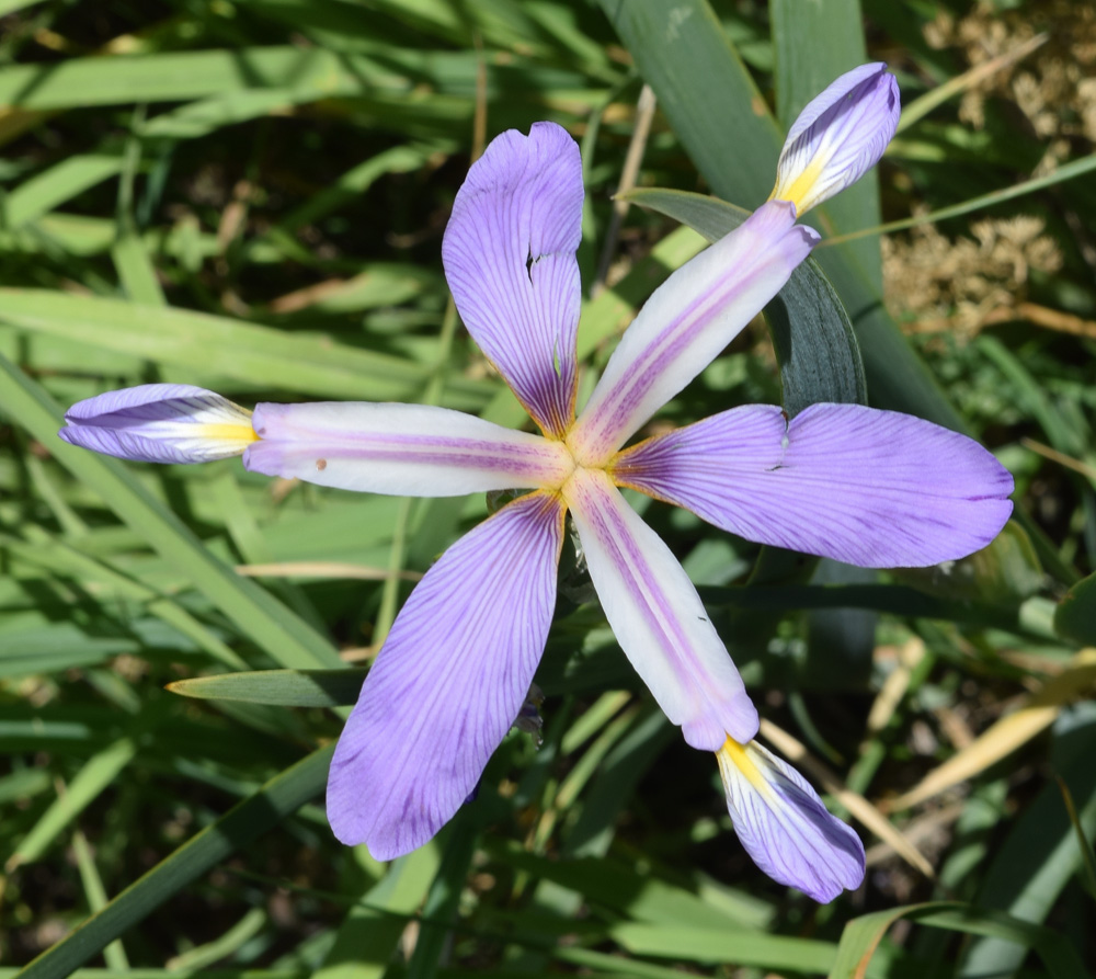 Image of Iris sogdiana specimen.