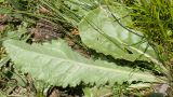 Senecio taraxacifolius. Прикорневой лист (абаксиальная поверхность), верхняя и нижняя листовые пластинки повреждены насекомыми или грызунами. Кабардино-Балкария, Черекский р-н, юго-восточный склон горы Эркедыген, ≈ 2600 м н.у.м., скальное обнажение. 30.07.2024.