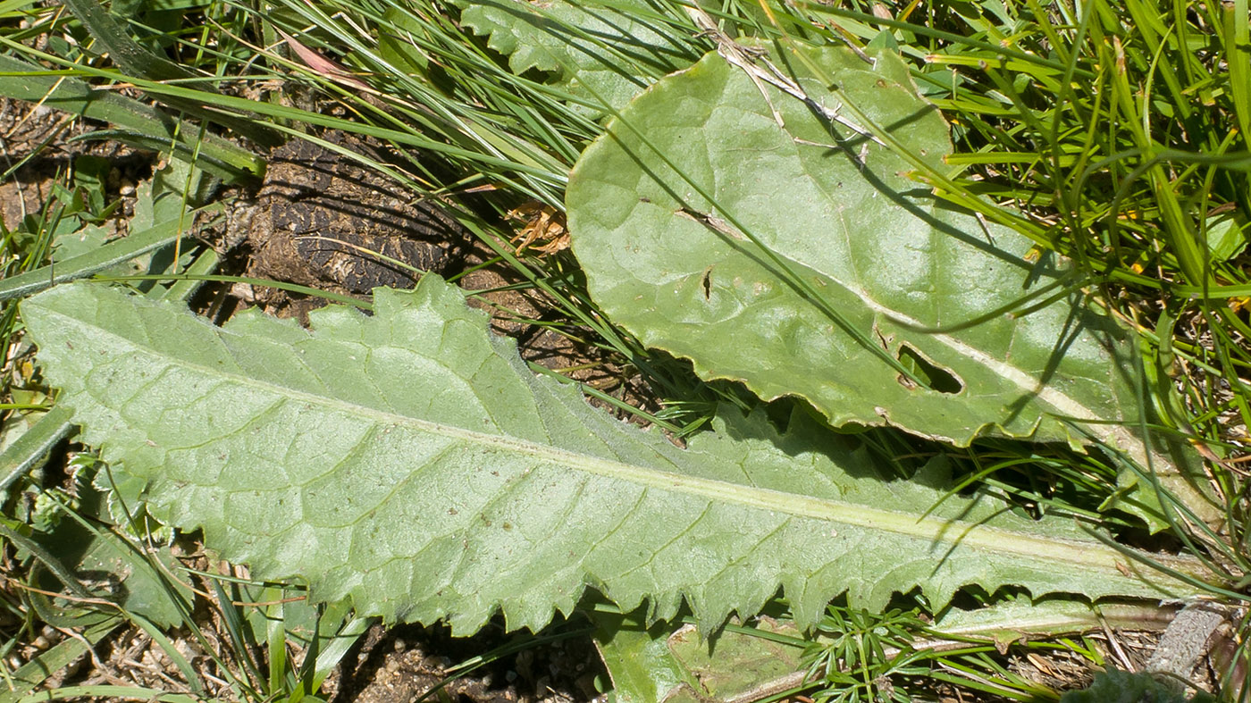 Image of Senecio taraxacifolius specimen.