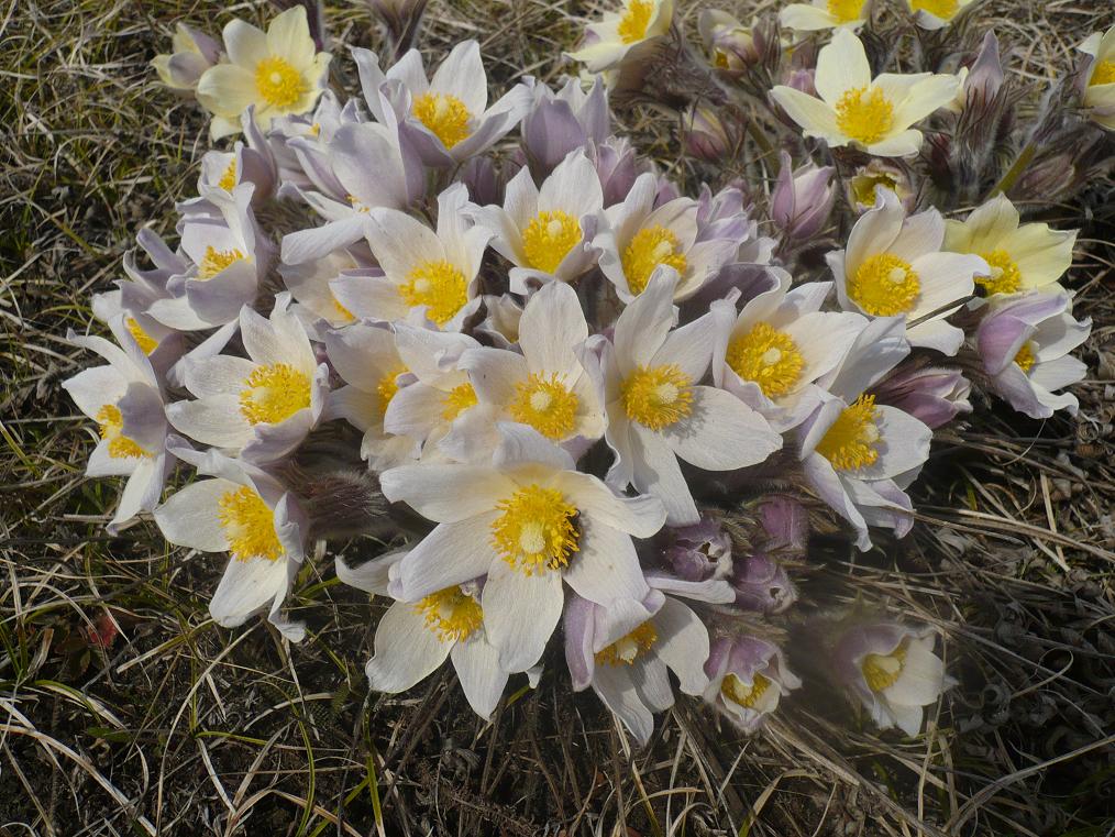 Изображение особи Pulsatilla patens.