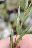 Смотреть изображение Elymus fibrosus