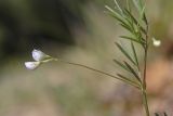 View full-size image Lens ervoides