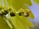 Смотреть изображение Quercus mongolica