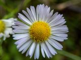 Смотреть изображение Erigeron annuus