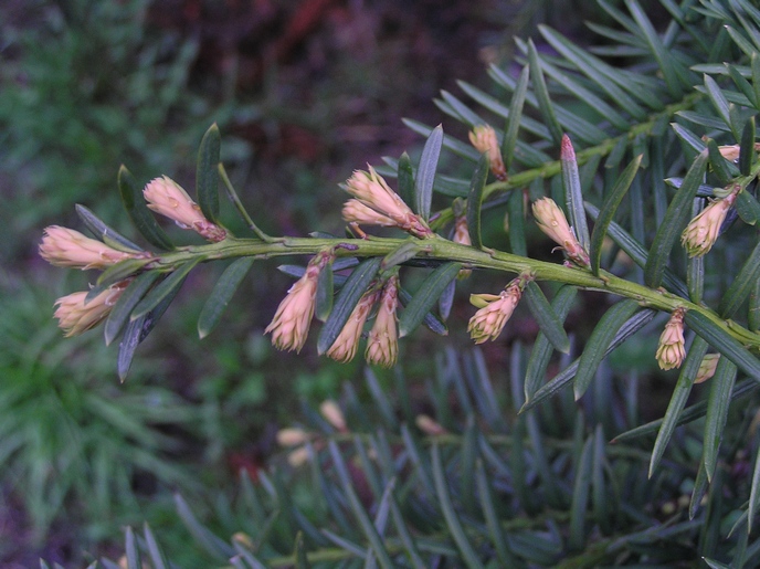 Image of Taxus cuspidata specimen.