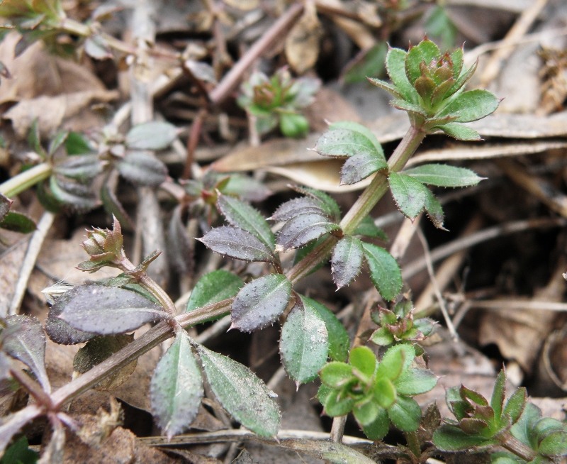 Изображение особи Galium aparine.