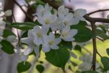 Смотреть изображение Malus baccata