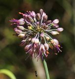Смотреть изображение Allium komarovianum