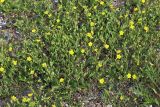 View full-size image Potentilla semiglabra