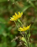 View full-size image Hieracium umbellatum