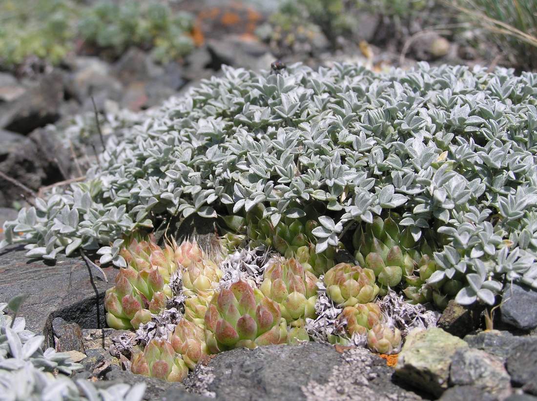 Изображение особи Astragalus heptapotamicus.