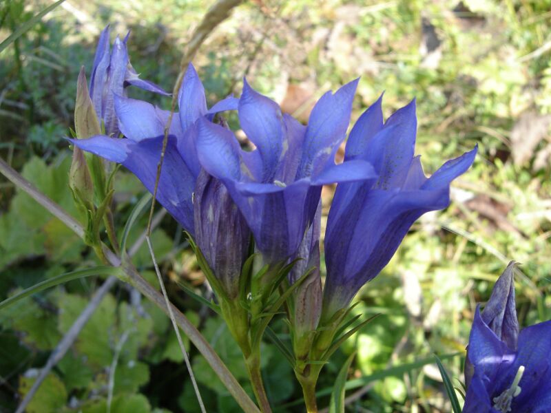 Изображение особи Gentiana pneumonanthe.