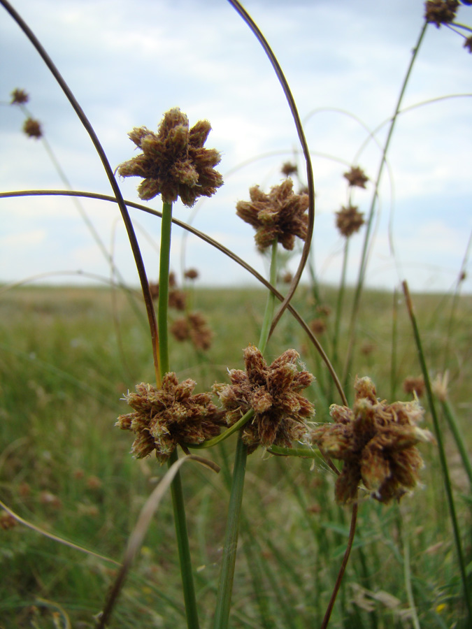 Изображение особи Scirpoides holoschoenus.