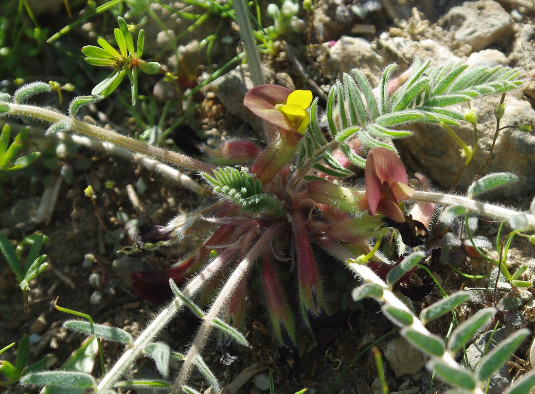 Image of genus Astragalus specimen.