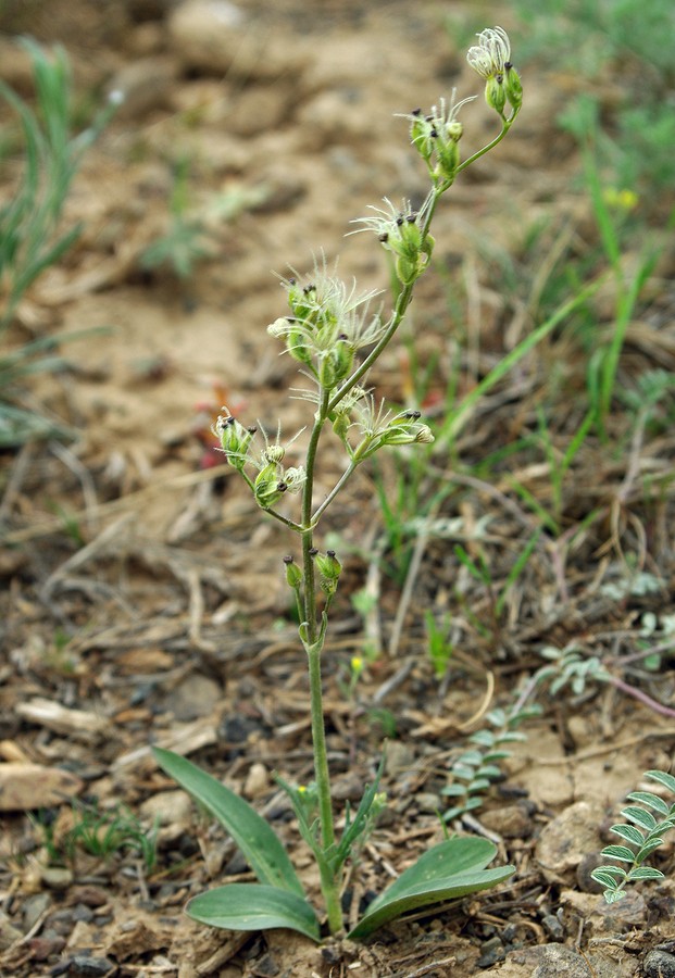 Image of Valeriana chionophila specimen.